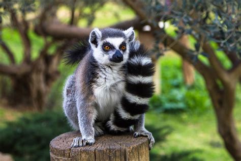 Lemur behavior and social structure