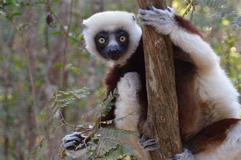 Conservationists working to protect lemur habitats