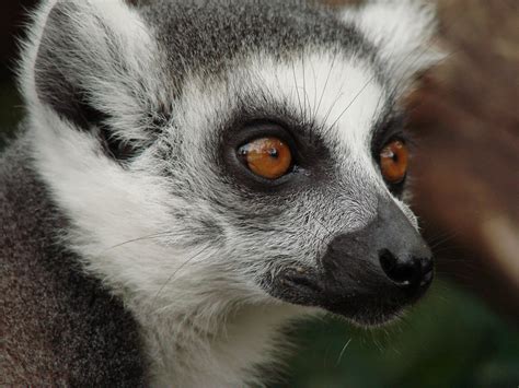 Lemur conservation efforts