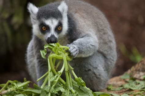 Lemur eating fruit in the wild