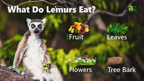 Lemur diet and nutrition