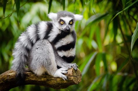 Map of Madagascar showing lemur habitats