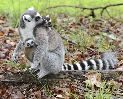 Map of Madagascar showing lemur habitats