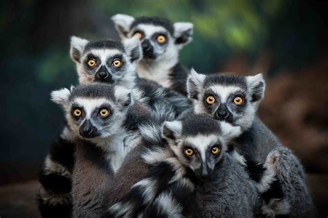 Lemur primates in their natural habitat