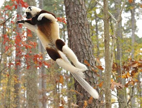 Lemur research and study