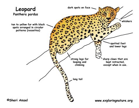 A diagram showing the leopard's body structure