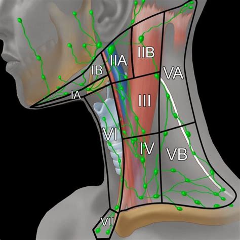 Level I Lymph Nodes