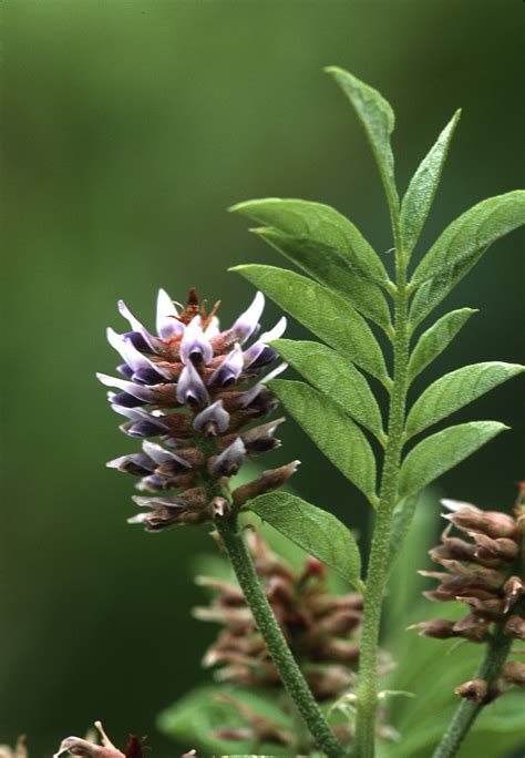 Licorice Root herb