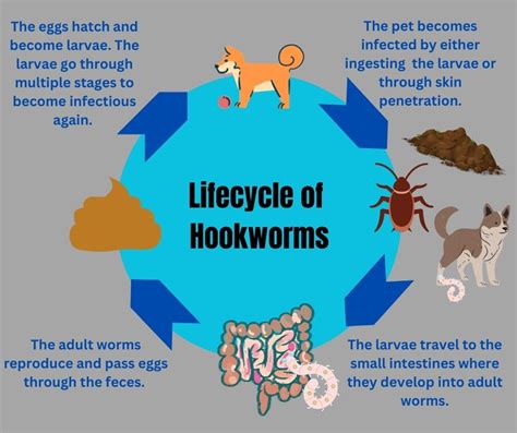 Lifestyle Modifications for Preventing Hookworm Infections