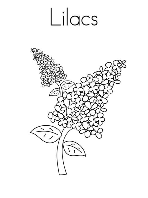 Lilac coloring page for kids