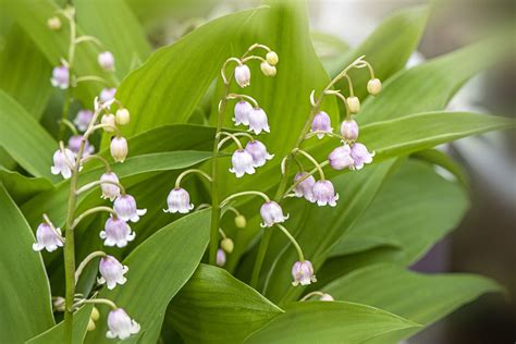 Lily of the Valley Embroidery Pattern