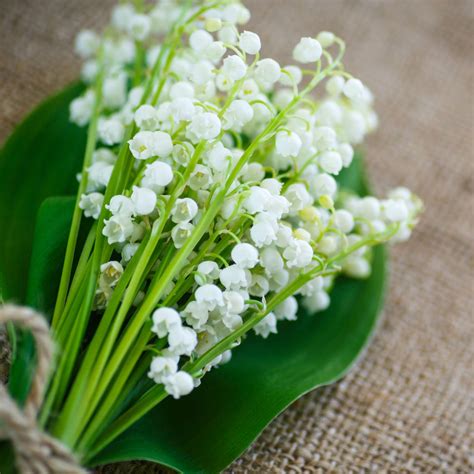 Lily of the Valley Birth Flower