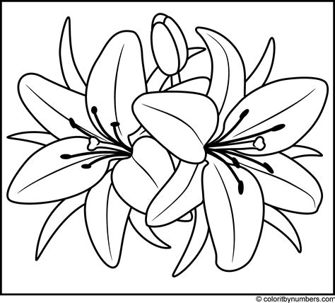 Lily printable flower template