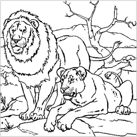 Lion and Lioness Coloring Page