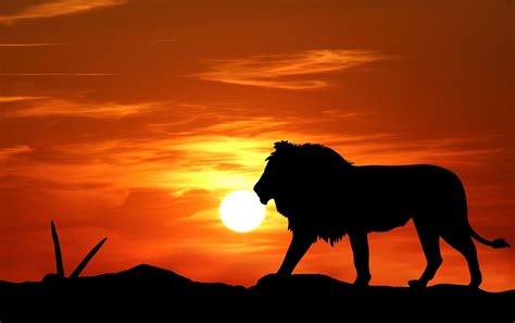 Lion at Sunset