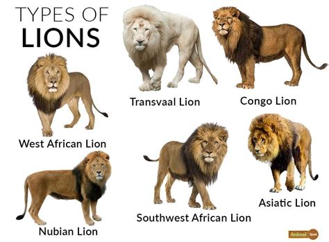 Lion Color Information