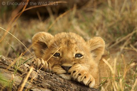 Adorable Lion Cub