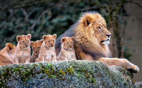 Lion Family in the Wild