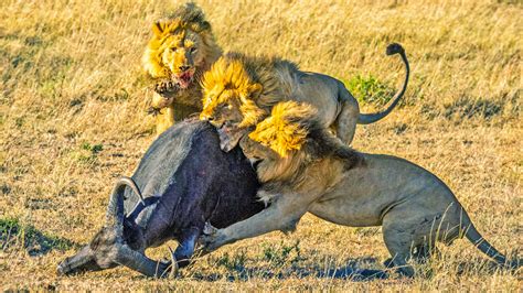 Lions on the Hunt