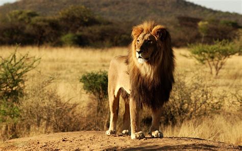 Lion in the Savannah Landscape