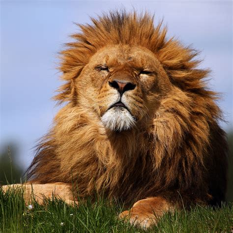 Free printable lion pictures for kids and adults