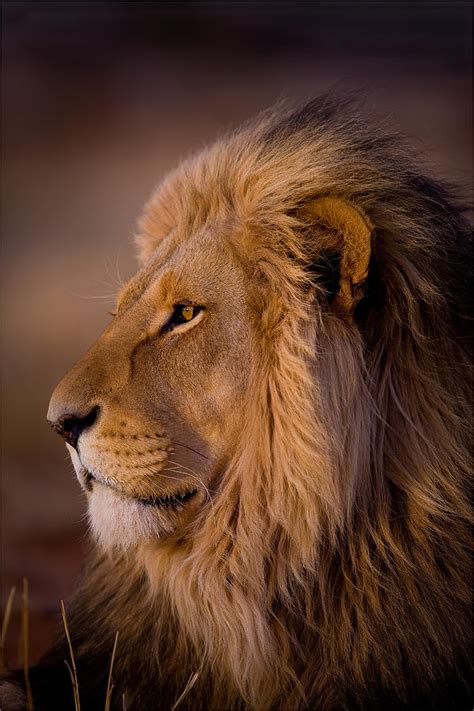 Close-up Lion Portrait