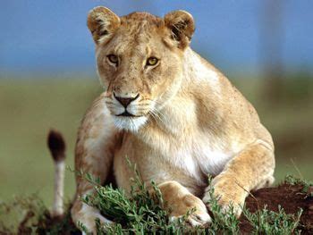 Lioness totem animal and its significance