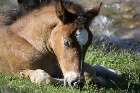 Live Foal Guarantee Image