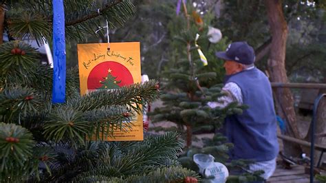 A living Christmas tree being cared for