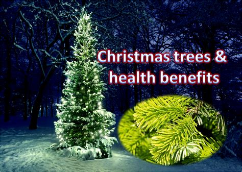 Benefits of Renting a Living Christmas Tree