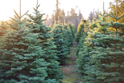 Living Christmas Tree Farm