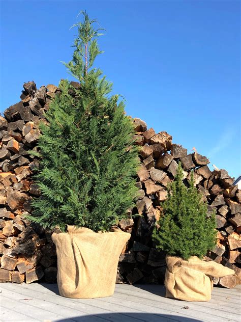 Living Christmas Tree Rental