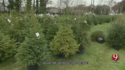 Living Christmas Tree Rental Companies