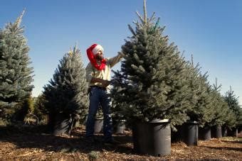 Living Christmas Tree Rentals