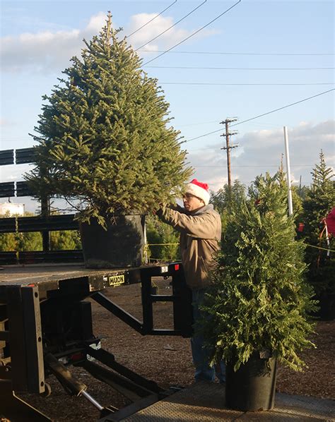 Living Christmas Tree Rentals Near Me