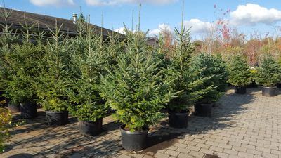 Living Christmas Trees for Rent