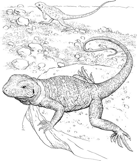 Lizard Printable Coloring Pages for Different Age Groups