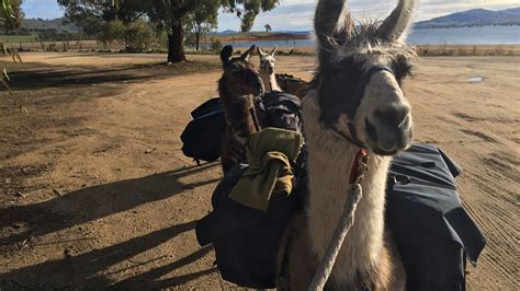 Llama Trek