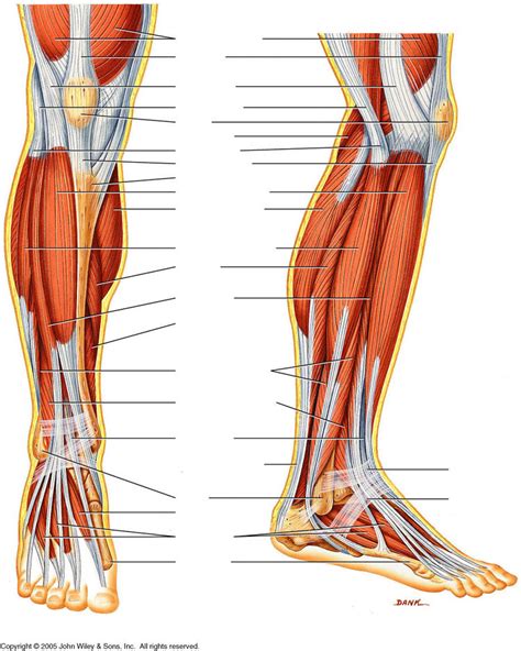 Lower Limb Muscle Diagram