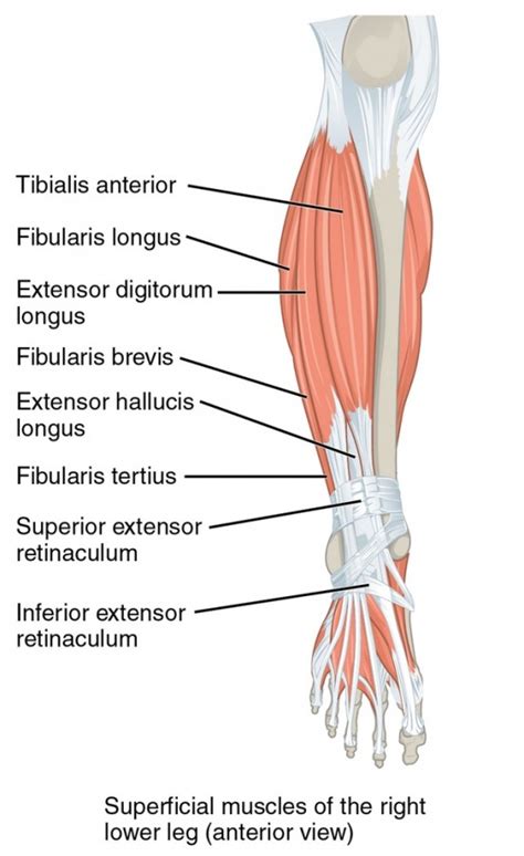 Lower Limb Muscle Diagram Gallery