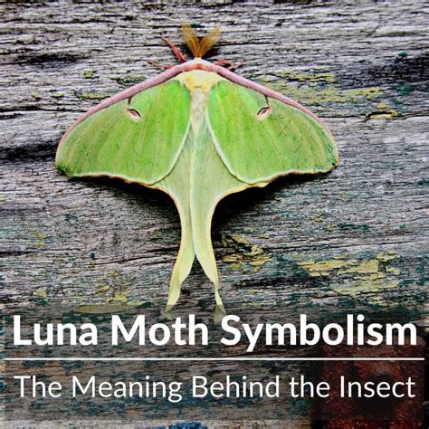 Lunar Moth Symbolism and Meaning