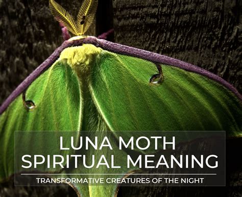 Lunar Moth Symbolism