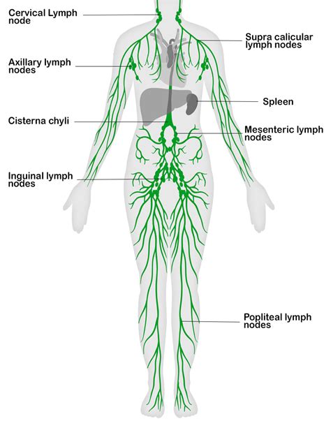 Lymphatic System Diagram