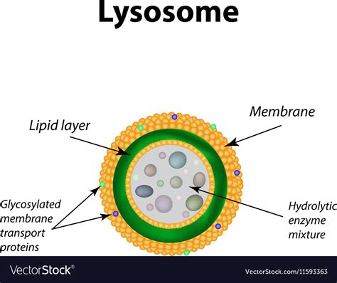 Lysosome structure diagram