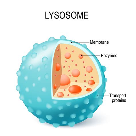 Lysosome structure and function