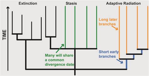 Macroevolution phylogenetic tree