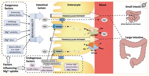 Magnesium Absorption