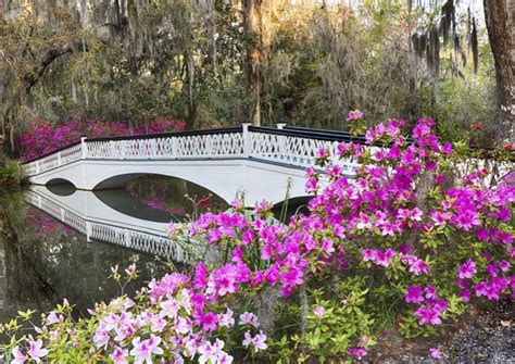 Magnolia Plantation and Gardens Holiday Lights