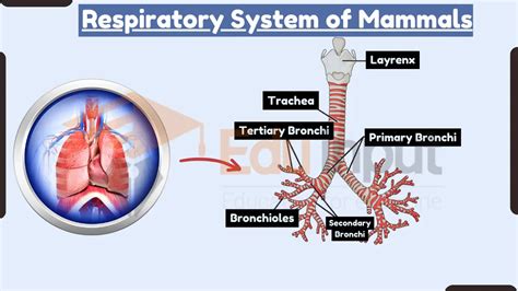 Mammals Respiratory System Structure