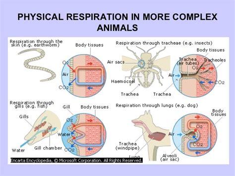 Mammals Respiratory System Adaptation